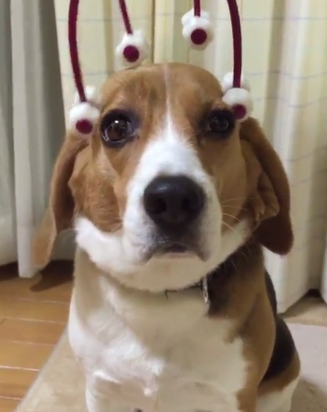 動物,犬,猫,しつけ,飼い方,育て方,病気,健康