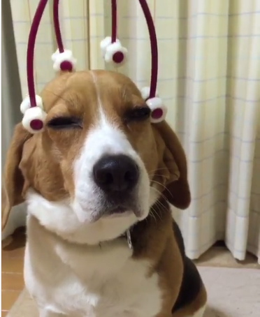 動物,犬,猫,しつけ,飼い方,育て方,病気,健康
