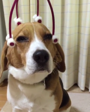 動物,犬,猫,しつけ,飼い方,育て方,病気,健康