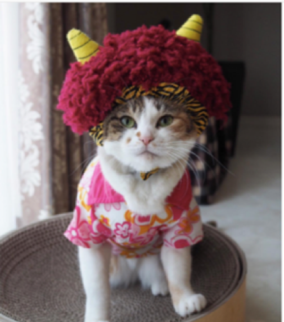 動物,犬,猫,しつけ,飼い方,育て方,病気,健康
