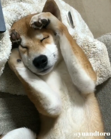 動物,犬,猫,しつけ,飼い方,育て方,病気,健康