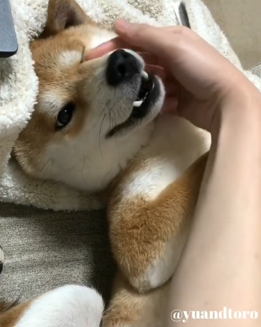 動物,犬,猫,しつけ,飼い方,育て方,病気,健康