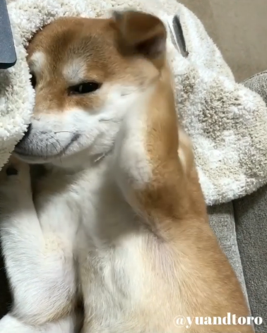 動物,犬,猫,しつけ,飼い方,育て方,病気,健康