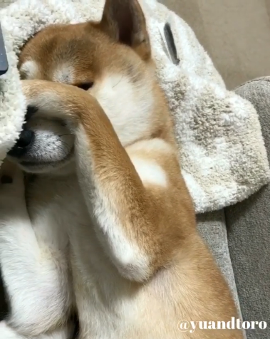動物,犬,猫,しつけ,飼い方,育て方,病気,健康