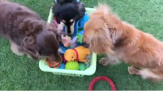 動物,犬,猫,しつけ,飼い方,育て方,病気,健康