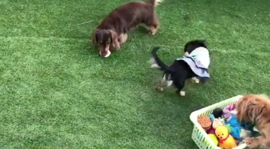 動物,犬,猫,しつけ,飼い方,育て方,病気,健康