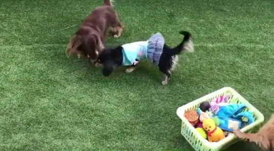 動物,犬,猫,しつけ,飼い方,育て方,病気,健康
