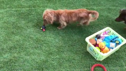 動物,犬,猫,しつけ,飼い方,育て方,病気,健康