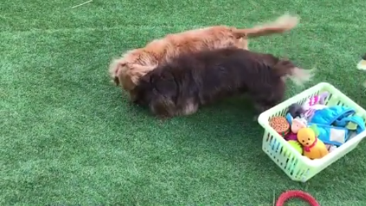 動物,犬,猫,しつけ,飼い方,育て方,病気,健康