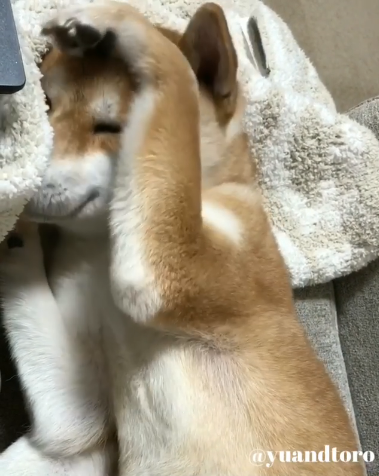 動物,犬,猫,しつけ,飼い方,育て方,病気,健康