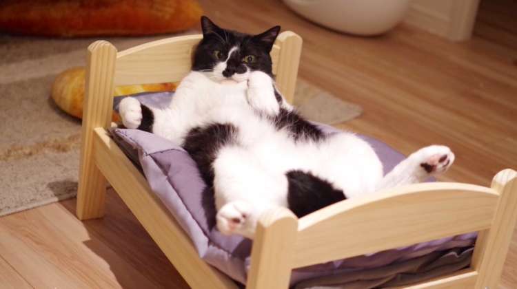 愛猫のために『ベッド』を買ってあげた結果 → まるで人間のように使いこなす姿が…(゚д゚)! 5枚