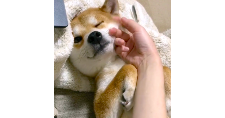 なでなでが止まった瞬間に猛アピール開始♡ 柴犬さんの撫でてのお願いがものすごかった(*´艸`*)!