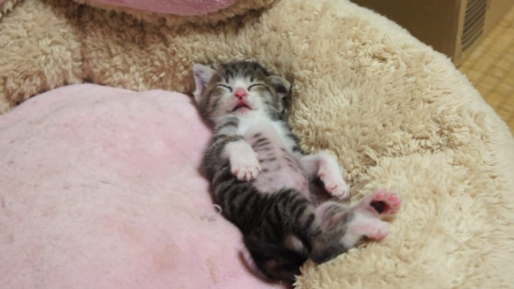 動物,犬,猫,しつけ,飼い方,育て方,病気,健康