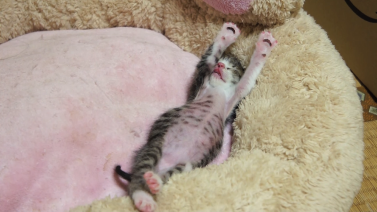 動物,犬,猫,しつけ,飼い方,育て方,病気,健康