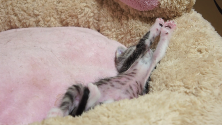 動物,犬,猫,しつけ,飼い方,育て方,病気,健康