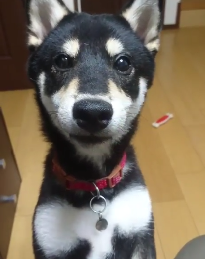 動物,犬,猫,しつけ,飼い方,育て方,病気,健康