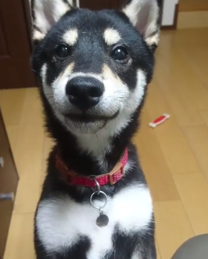 動物,犬,猫,しつけ,飼い方,育て方,病気,健康