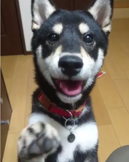 動物,犬,猫,しつけ,飼い方,育て方,病気,健康
