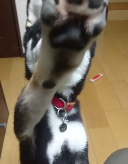 動物,犬,猫,しつけ,飼い方,育て方,病気,健康