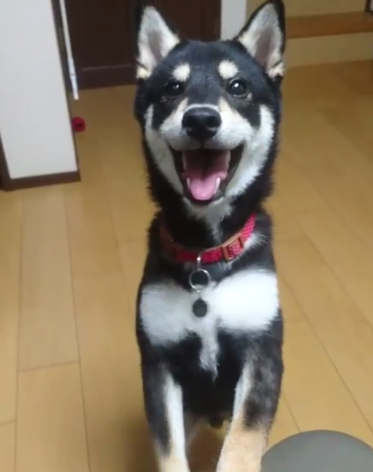 動物,犬,猫,しつけ,飼い方,育て方,病気,健康