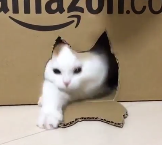 動物,犬,猫,しつけ,飼い方,育て方,病気,健康