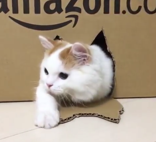動物,犬,猫,しつけ,飼い方,育て方,病気,健康