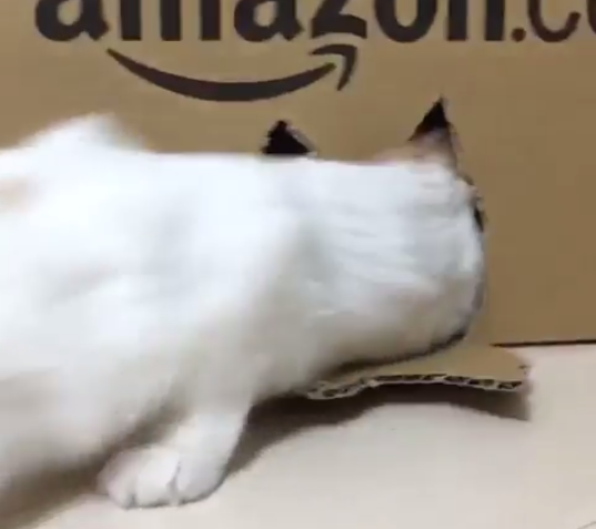 動物,犬,猫,しつけ,飼い方,育て方,病気,健康