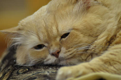 動物,犬,猫,しつけ,飼い方,育て方,病気,健康