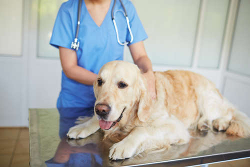動物,犬,猫,しつけ,飼い方,育て方,病気,健康