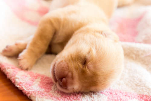 動物,犬,猫,しつけ,飼い方,育て方,病気,健康