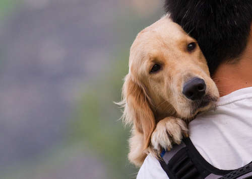 動物,犬,猫,しつけ,飼い方,育て方,病気,健康