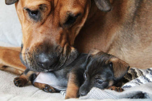 動物,犬,猫,しつけ,飼い方,育て方,病気,健康