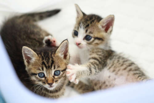 動物,犬,猫,しつけ,飼い方,育て方,病気,健康
