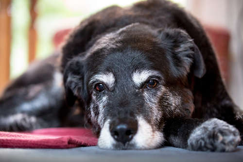 動物,犬,猫,しつけ,飼い方,育て方,病気,健康