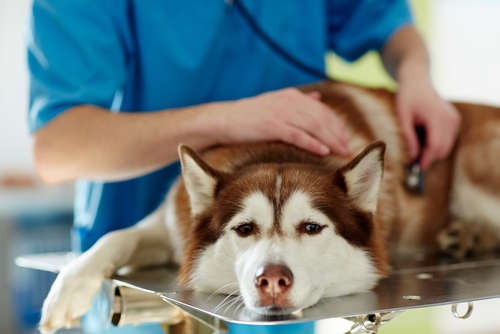 動物,犬,猫,しつけ,飼い方,育て方,病気,健康