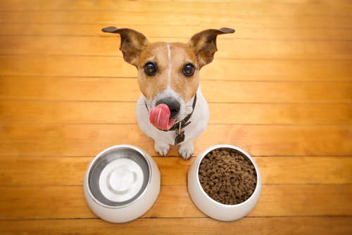 動物,犬,猫,しつけ,飼い方,育て方,病気,健康