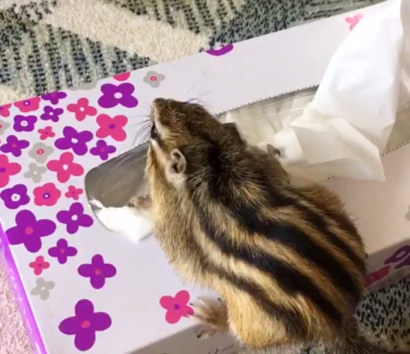 動物,犬,猫,しつけ,飼い方,育て方,病気,健康