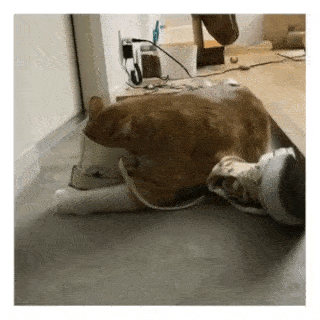 動物,犬,猫,しつけ,飼い方,育て方,病気,健康