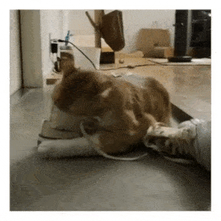 動物,犬,猫,しつけ,飼い方,育て方,病気,健康