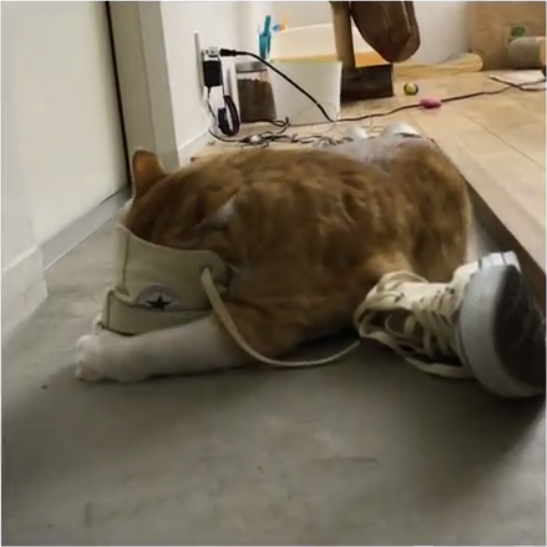 動物,犬,猫,しつけ,飼い方,育て方,病気,健康