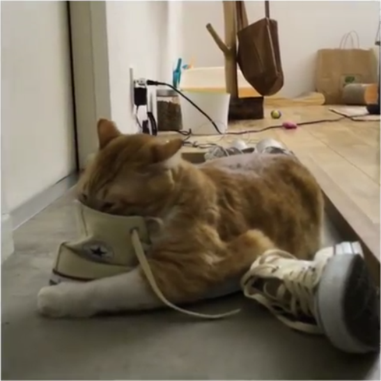 動物,犬,猫,しつけ,飼い方,育て方,病気,健康