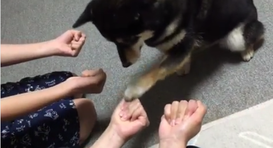 動物,犬,猫,しつけ,飼い方,育て方,病気,健康