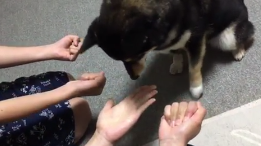 動物,犬,猫,しつけ,飼い方,育て方,病気,健康