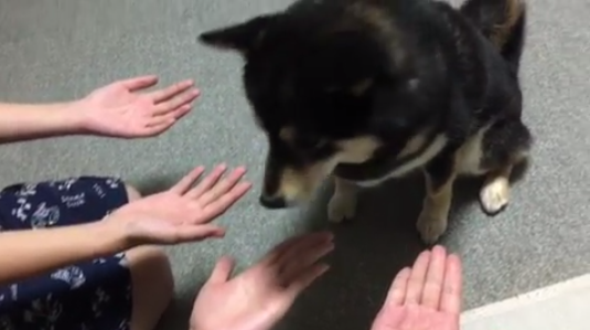 動物,犬,猫,しつけ,飼い方,育て方,病気,健康