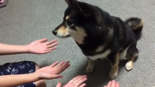 動物,犬,猫,しつけ,飼い方,育て方,病気,健康