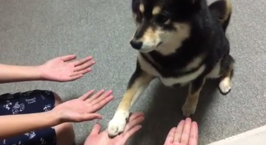 動物,犬,猫,しつけ,飼い方,育て方,病気,健康