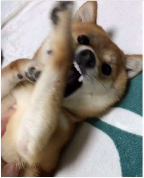 動物,犬,猫,しつけ,飼い方,育て方,病気,健康