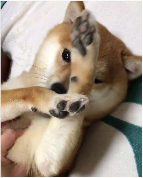 動物,犬,猫,しつけ,飼い方,育て方,病気,健康