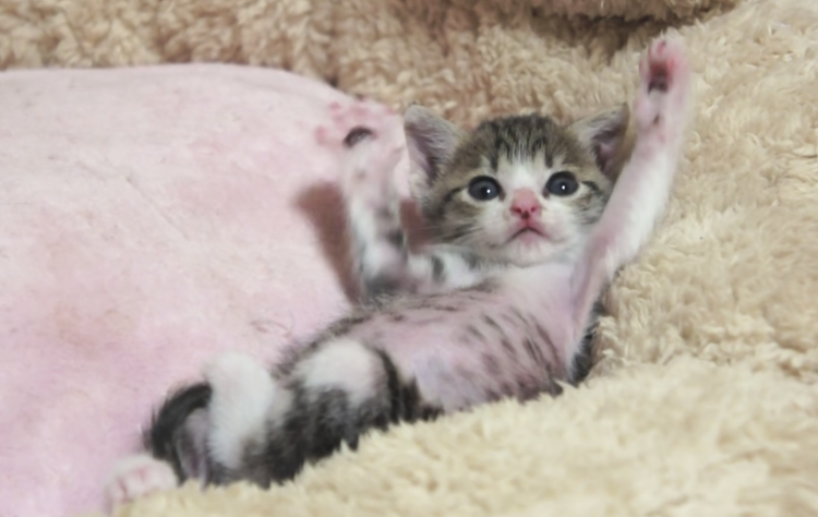 小さな体を大きく伸ばして…♡ 小さな子猫の、精一杯の “伸び” に胸がキュンとする(*´ω`*)