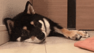 動物,犬,猫,しつけ,飼い方,育て方,病気,健康